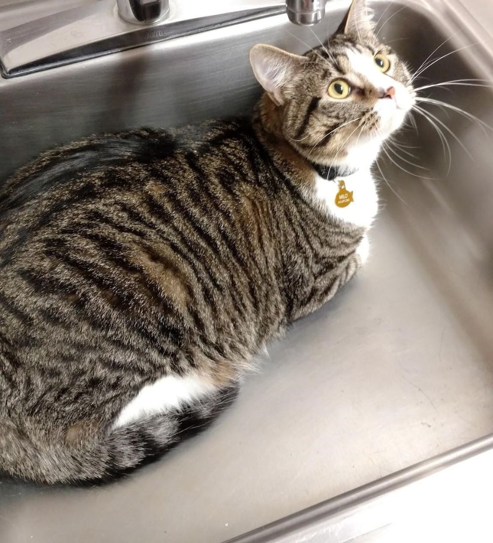 a cat sitting in a sink
