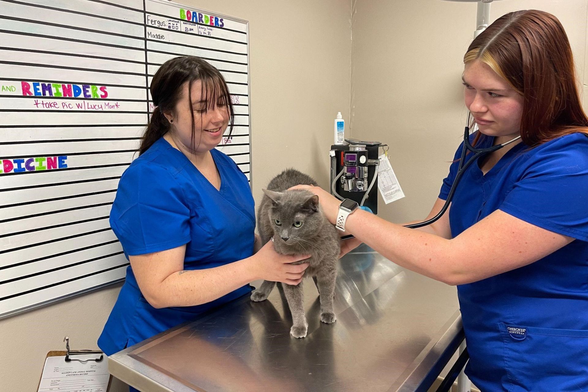 a staff in blue scrubs examining a cat