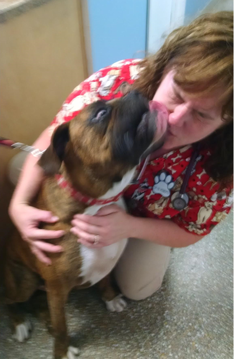 vet getting kisses from a dog