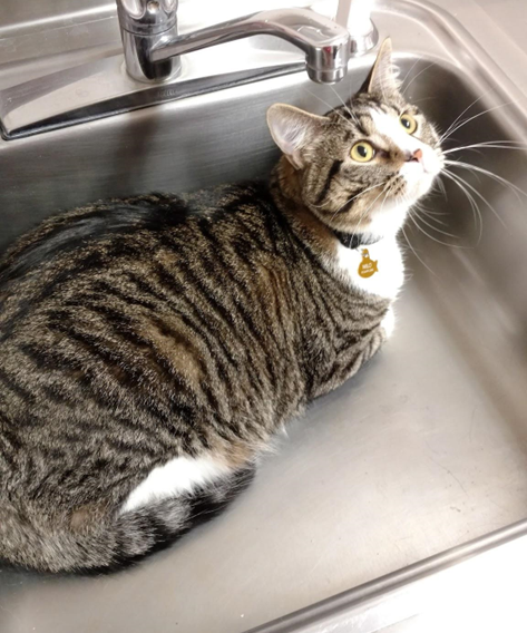 cat laying in a sink